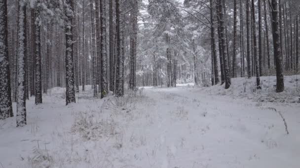 na floresta de inverno a neve cai entre as árvores
 - Filmagem, Vídeo