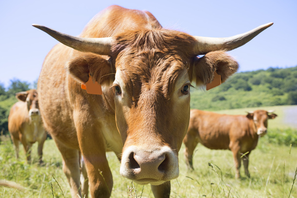 vaca limusina
 - Foto, Imagen