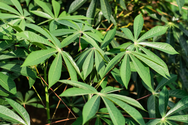 Green leaves cassava on branch tree - Fotoğraf, Görsel