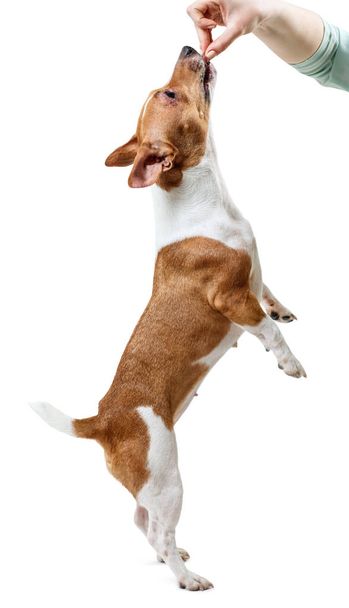 Jack Russell Terrier em pé em suas pernas traseiras
. - Foto, Imagem