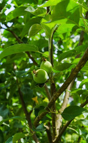 Owoce spaszane po kwitnieniu zielonych jabłek na gałęzi. - Zdjęcie, obraz