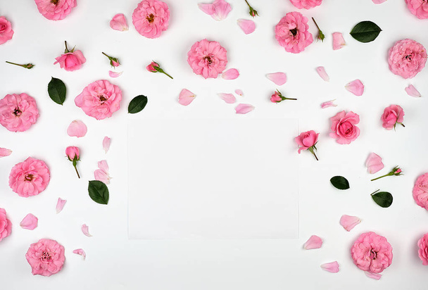 beyaz bir arka planda pembe güller çiçeklenme tomurcukları - Fotoğraf, Görsel