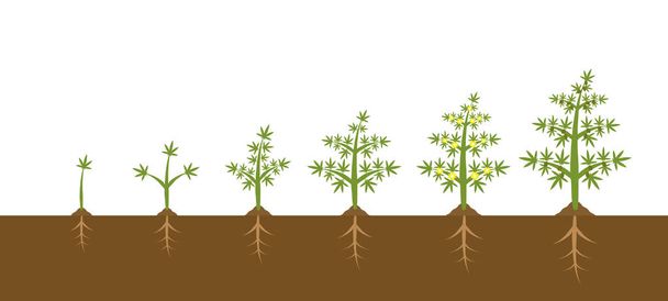 大麻植物の成長段階のインフォグラフィック。医療用マリファナイラストデザインの植栽 - ベクター画像