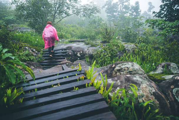Aziatische vrouwen reizen. Ochtend sfeer natuur bossen. lopen in het bos regenseizoen. puhinrongkla reis Thailand. reis natuur. Reizen ontspannen. Berg, rugzak, buiten, vakantie, ontspannen. avontuur, reizen, de zomer, regenseizoen, regen - Foto, afbeelding