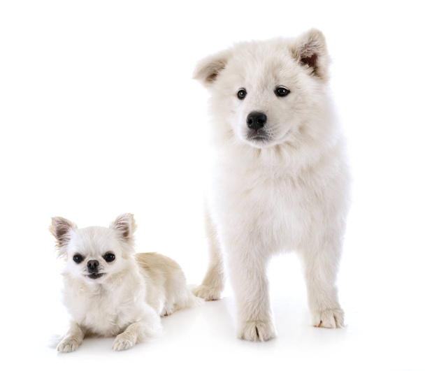 子犬サモイド犬とチワワ - 写真・画像