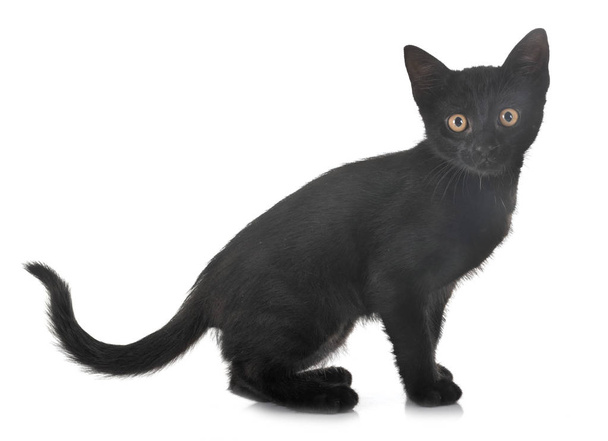 negro gatito en estudio
 - Foto, Imagen