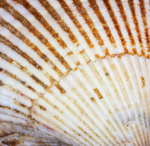 macro texture seashell top view close-up - Foto, afbeelding
