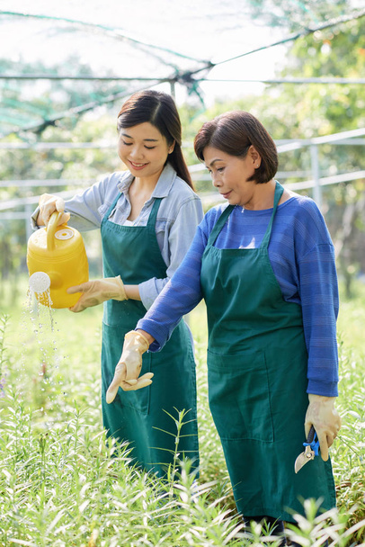 Vanhempi kasvihuonetyöntekijä opettaa nuorille naispuolisille työntekijöille, kuinka kastella kukkia ja kasveja
 - Valokuva, kuva