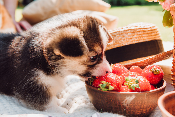 süße entzückende Welpen essen Erdbeeren aus Schüssel beim Picknick am sonnigen Tag - Foto, Bild