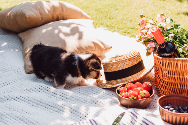 cute puppy at white blanket with picnic wicker basket, pillows and straw hat at sunny day - Valokuva, kuva