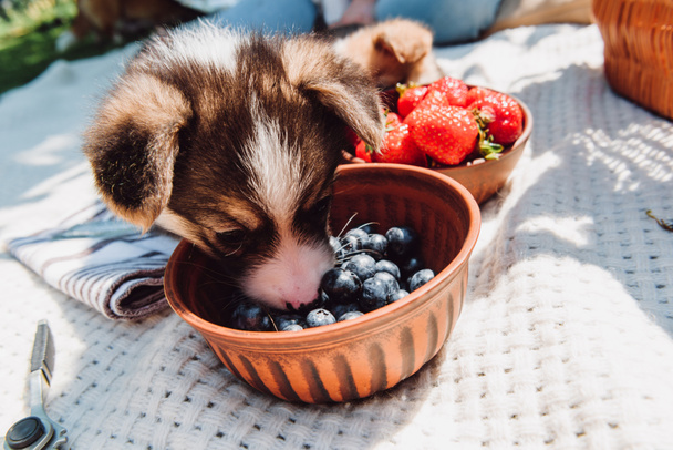 cute puppy eating blueberries from bowl during picnic at sunny day - Foto, Imagen