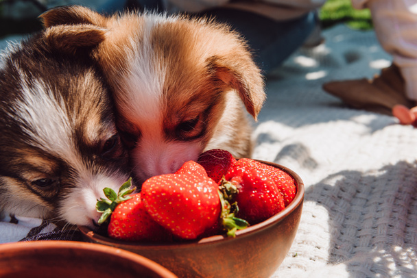 adorable puppies eating strawberries together from bowl during picnic at sunny day - Photo, Image