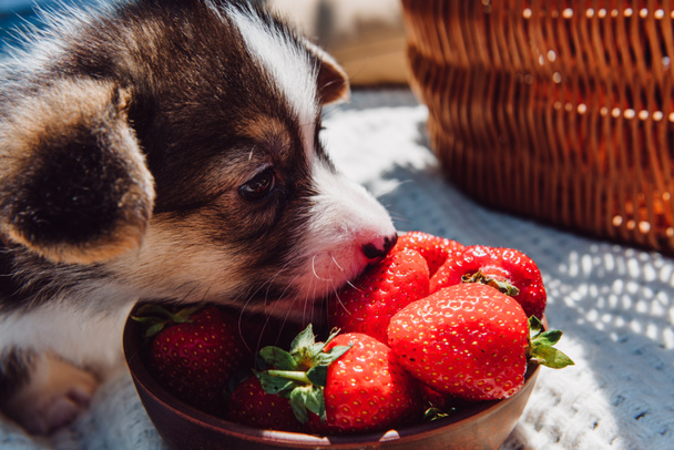 niedliche Welpen essen reife Erdbeeren aus Schüssel beim Picknick am sonnigen Tag - Foto, Bild