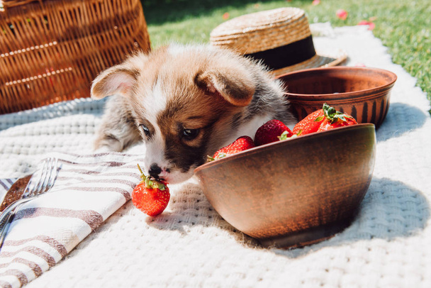 cute puppy playing with strawberries scattered from bowl during picnic at sunny day - Photo, Image