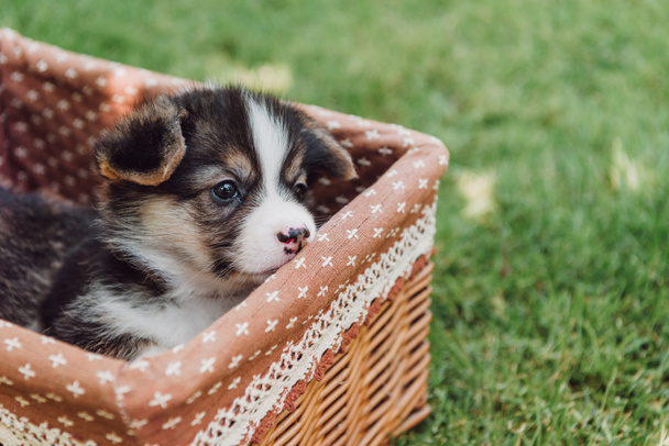 cute adorable puppy in wicker box in green summer garden - Fotó, kép