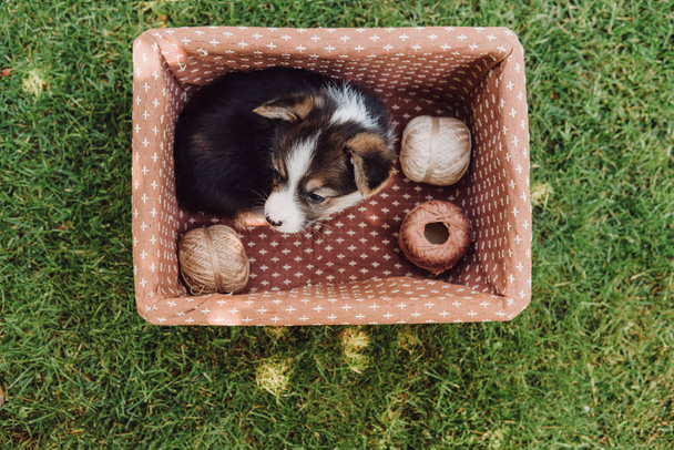 top view of adorable puppy in box with spools of thread in green summer garden - Foto, Bild