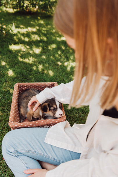 愛らしい子犬とウィッカーボックスの近くに交差した足で緑の庭に座っている女の子の部分的なビュー - 写真・画像