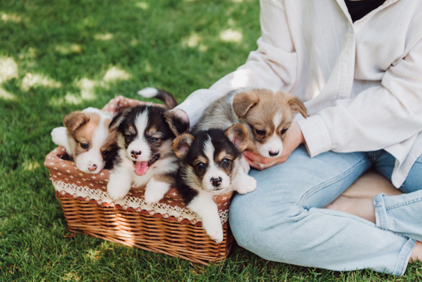 partial view of girl sitting in green garden with crossed legs near wicker box with adorable puppies - Fotoğraf, Görsel