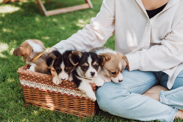 cropped view of girl sitting in green garden with crossed legs near wicker box with adorable puppies - Foto, imagen