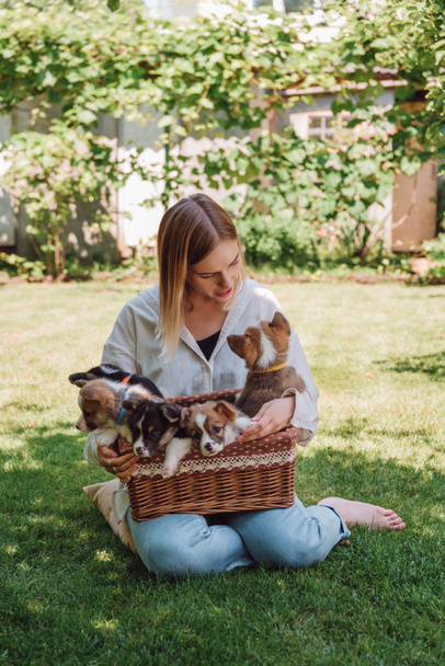 blonde barefoot girl sitting in green garden near wicker box with puppies - Photo, Image
