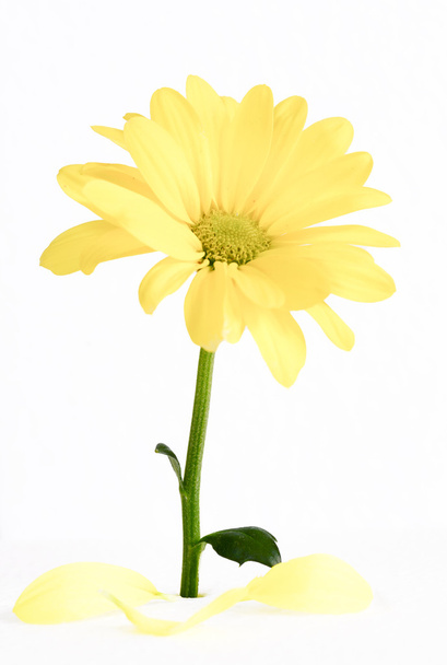 Yellow flower of gerber isolated on white background. - Photo, Image