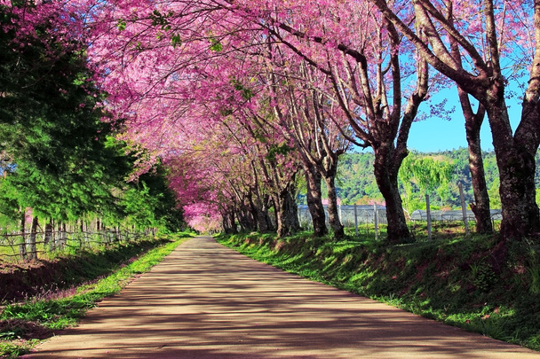 Cherry Blossom út, Chiangmai, Thaiföld - Fotó, kép