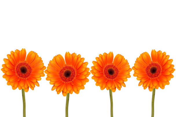 Orange flower of gerber isolated on white background. - Photo, Image