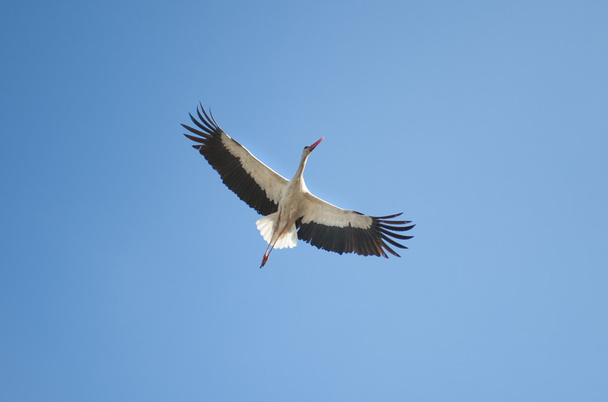White Stork Soaring - Photo, Image