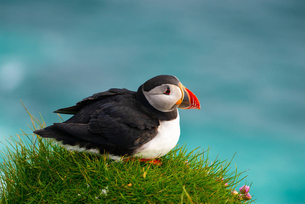 Pássaro-marinho-do-atlântico selvagem da família auk
. - Foto, Imagem