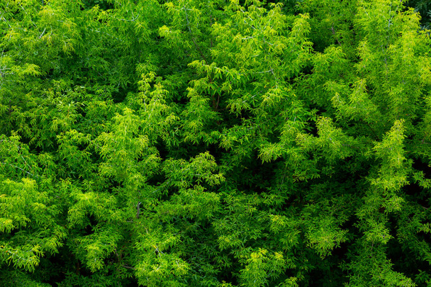 topo do verão verde freixo floresta sólido folhagem padrão fundo
 - Foto, Imagem