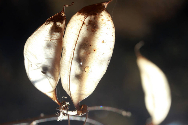 Colutea Arborescens 'Seed Pods, Sunlight
 - Foto, Imagen