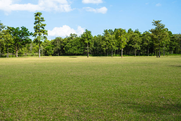  Park se zelenou travnatou polní - Fotografie, Obrázek
