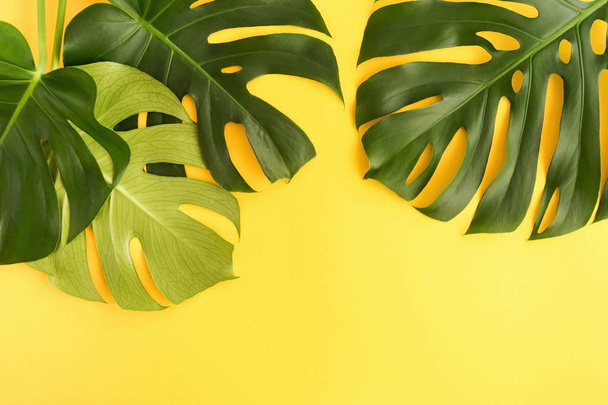 tropical green leaves monstera on yellow  background top view. Flat lay. Copy space - Fotoğraf, Görsel