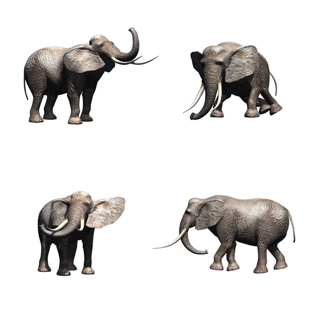 Set of elephant in different movements - isolated on white background - Φωτογραφία, εικόνα