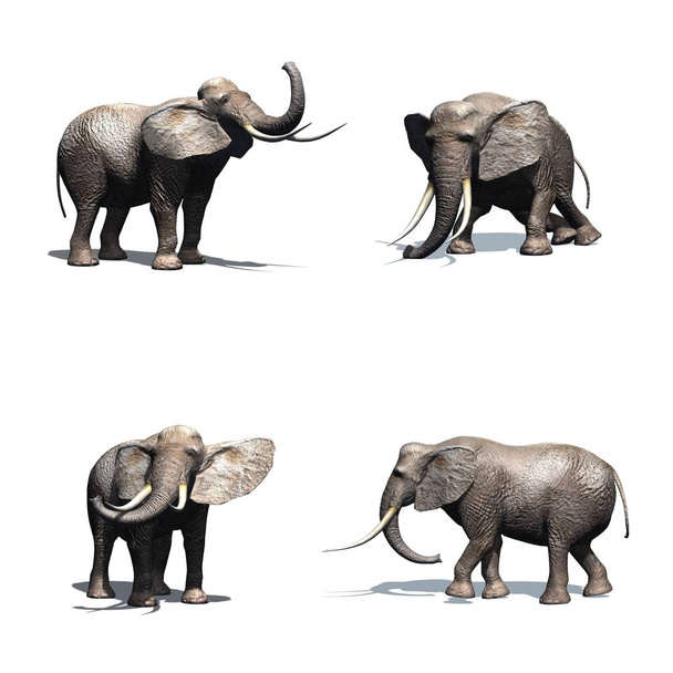 Set of elephant in different movements with shadow on the floor - isolated on white background - Photo, Image