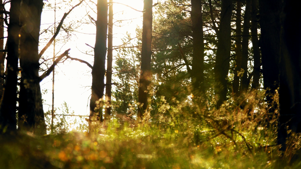 4k záběr měkké sluneční paprsky se lesknou trávou v lese. - Záběry, video