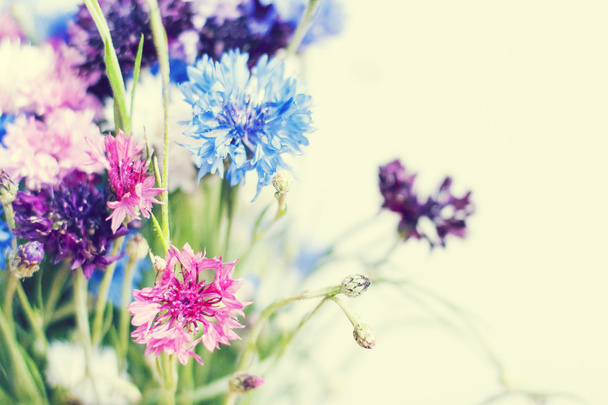 Fleurs colorées d'été
 - Photo, image