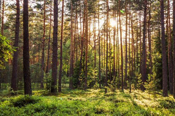 Солнечный свет на деревьях в сосновом лесу на закате
 - Фото, изображение