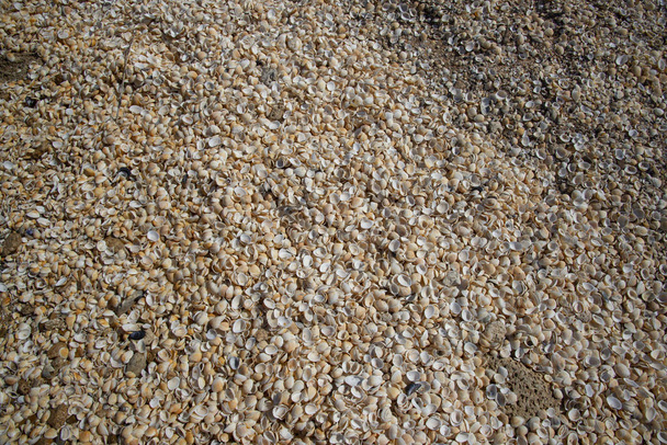 der Strand mit Muschelfelsen am Ufer des Azowmeeres - Foto, Bild