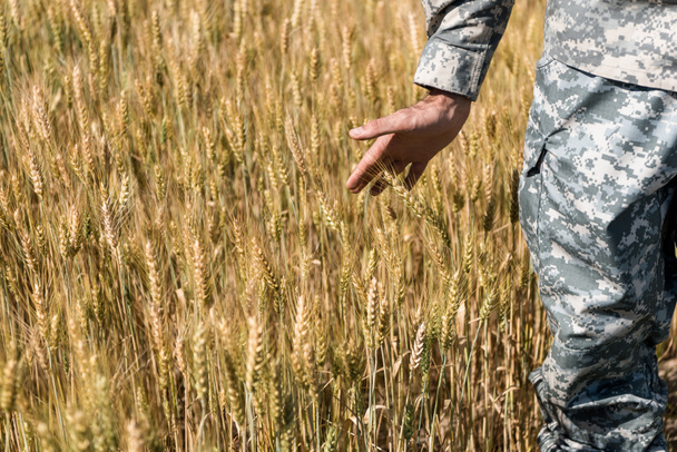 cropped view of soldier in uniform touching wheat in field  - Fotó, kép