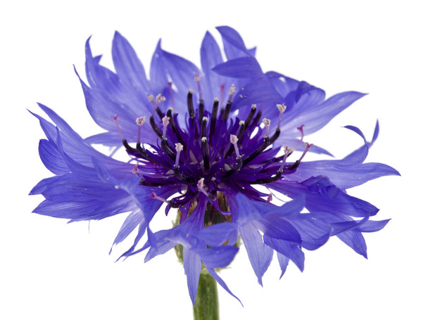 букет синіх квітів ізольований на білому тлі
 - Фото, зображення