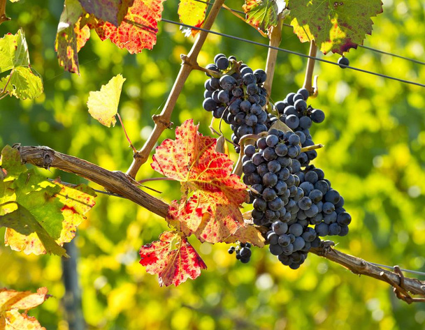 Uvas maduras penduradas na vinha na vinha
 - Foto, Imagem