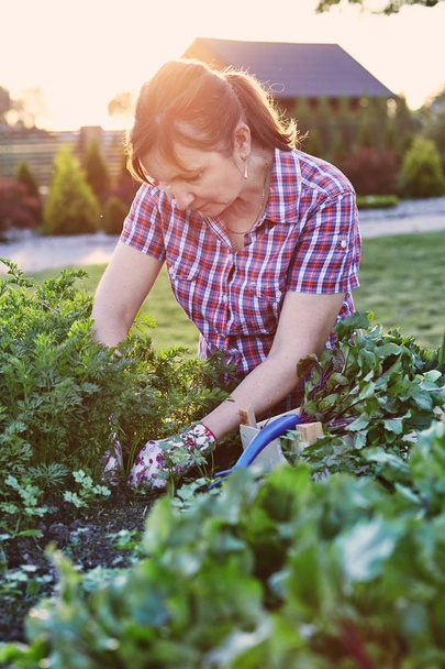 Frau arbeitet im heimischen Gemüsegarten - Foto, Bild