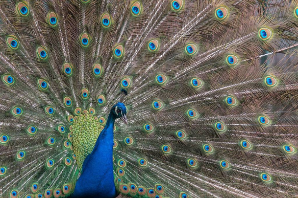 belle Peafowl indienne ou Blue Peafowl dans la nature sauvage
 - Photo, image