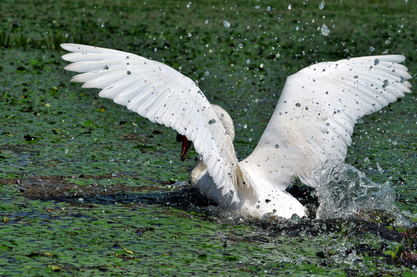 A white swan in the Danube Delta Biosphere Reserve - Foto, immagini