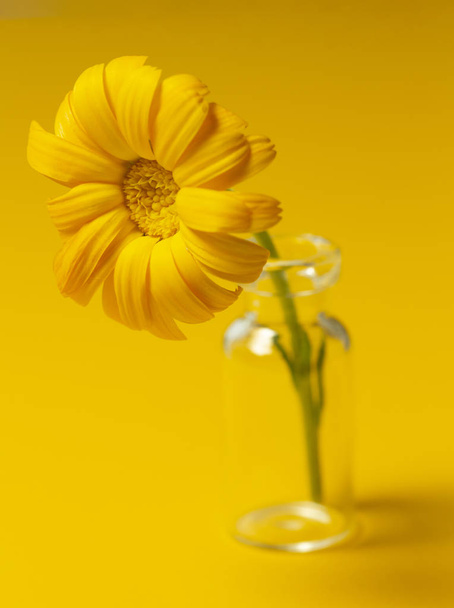 Beautiful calendula flower in glass jar on an yellow background . alternative medicine concept. minimalism style  - Photo, Image
