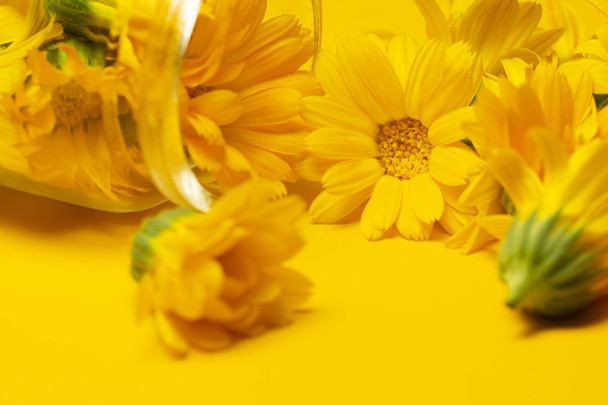 Ringelblume (calendula officinalis) blüht in einem Glas auf gelbem Hintergrund. Hintergrund mit Ringelblume. Heilkräuter. Ringelblume mit Blatt. Alternative Medizin.  - Foto, Bild