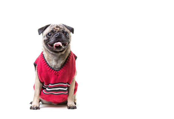 Boldog mopszli kisállat kutya fárasztó a pulóver - Fotó, kép