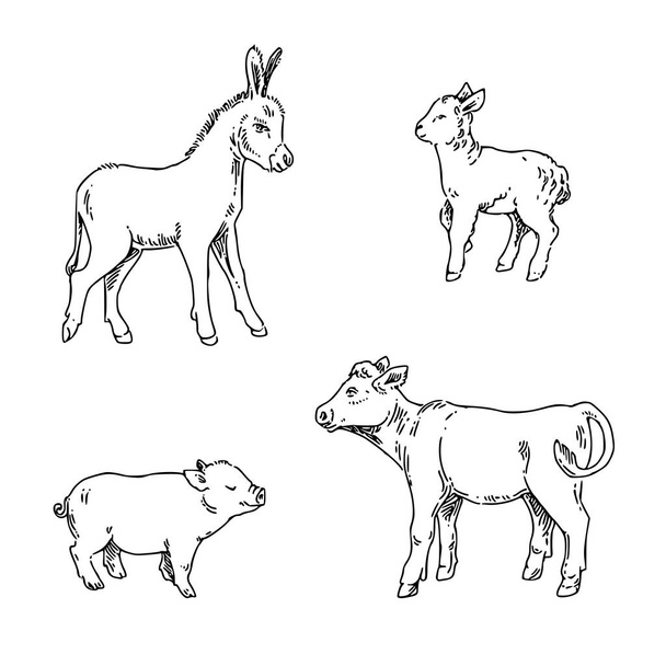 Ensemble de jeunes animaux de ferme. Agneau, porc, veau et âne
.  - Vecteur, image