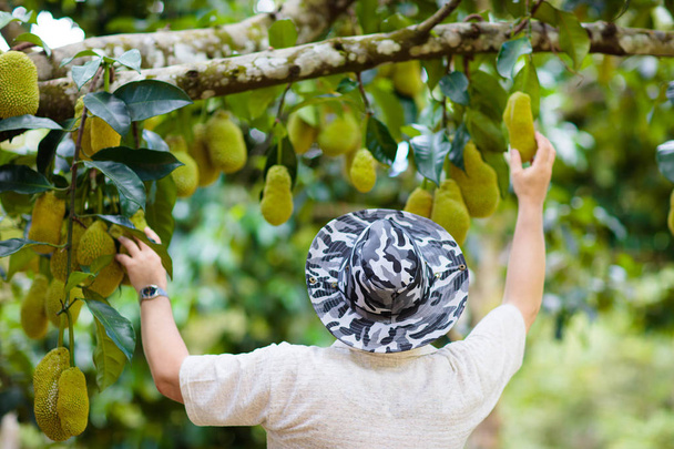 Çiftçi adam jackfruit topluyor. Tropikal meyve. - Fotoğraf, Görsel